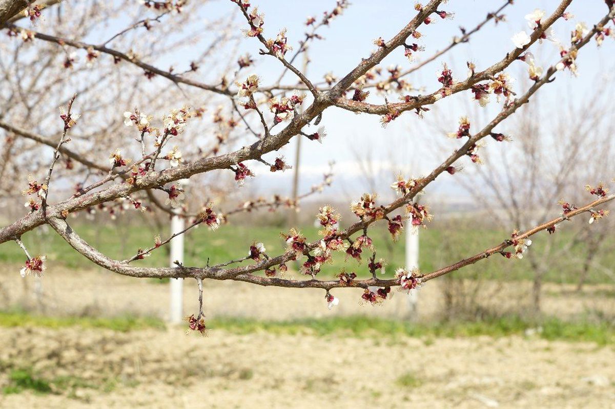 Malatya\'da Kayısıyı Don Vurdu