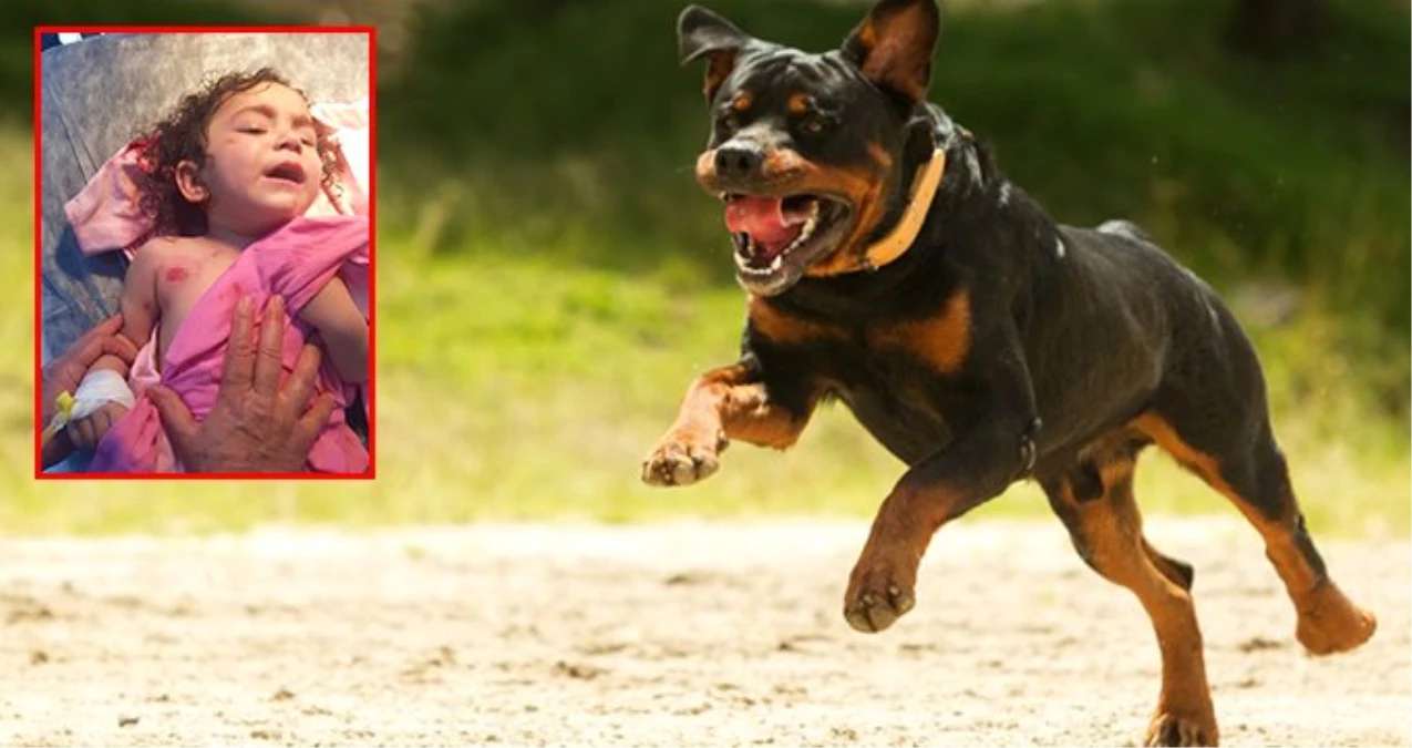 Rottweiler Cinsi Köpeğin Saldırdığı 2 Yaşındaki Almila Ölümden Döndü