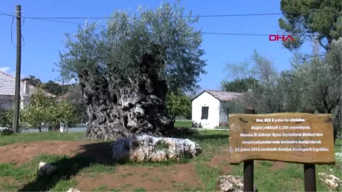 Antalya Zeytinpark\'ta Hasat Hedefi 100 Tonu Geçmek