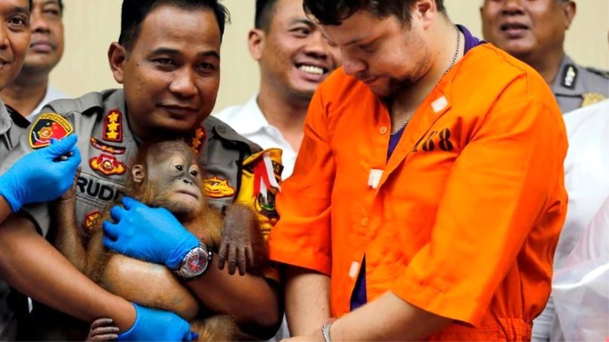 Bavulunda Yavru Orangutan Kaçırmaya Çalışırken Yakalandı