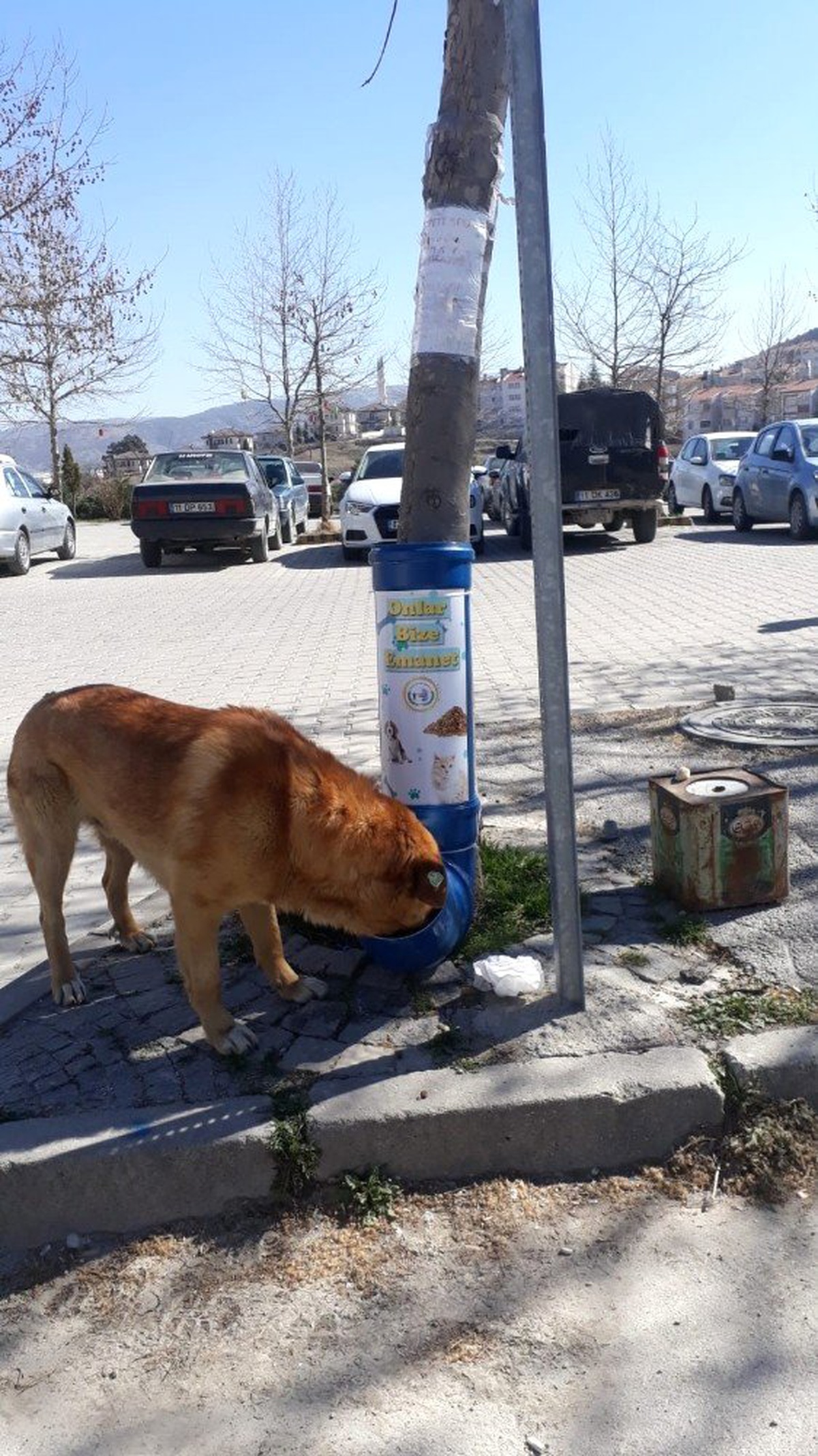 Bozüyük\'te Mama Kapları Yenilendi