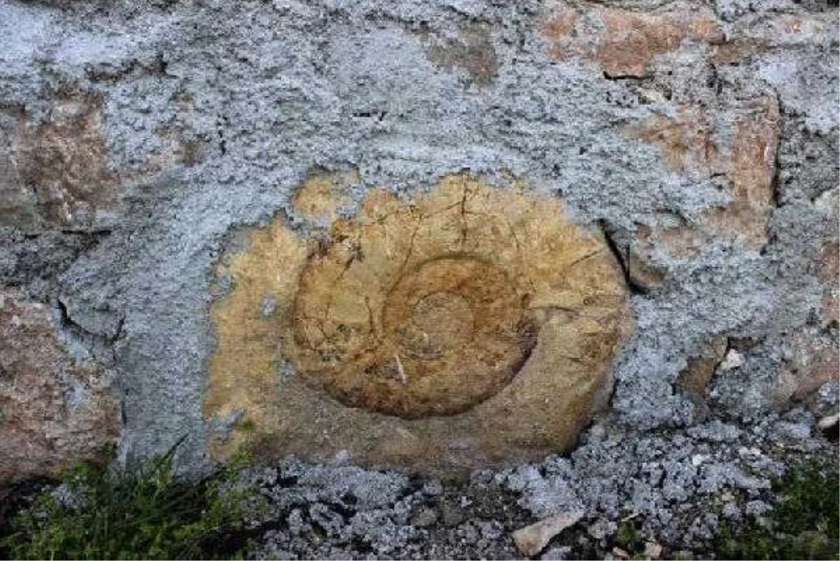 Evin Duvarında 65 Milyon Yıllık Dev Salyangoz Fosili