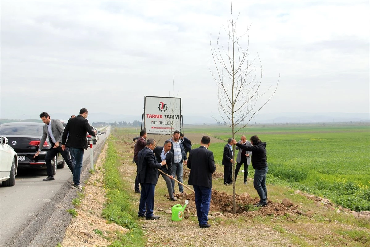 Hatay\'da 5 Bin Osmanlı Çınarı Dikildi