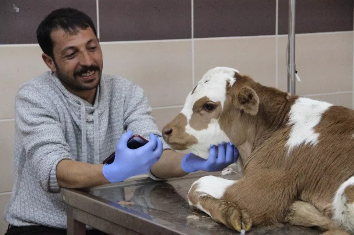 Hayvan Hastanesi Doğuya Can Kattı