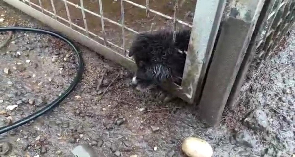 Kafası Demir Korkuluklara Sıkışan Yavru Köpeği İtfaiye Kurtardı
