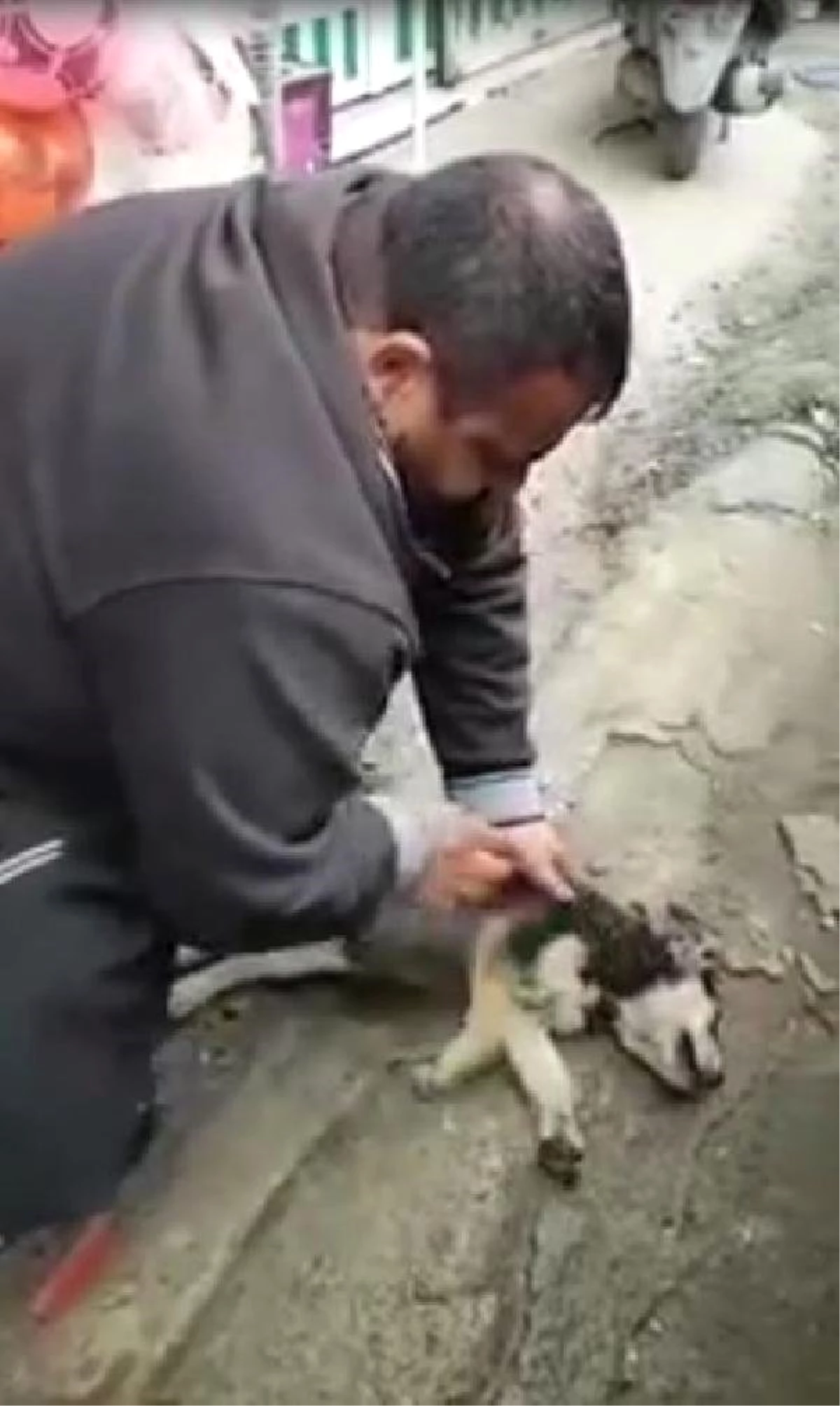 Kalp Masajı ve Suni Teneffüs Yaptığı Köpeği Hayata Döndürdü