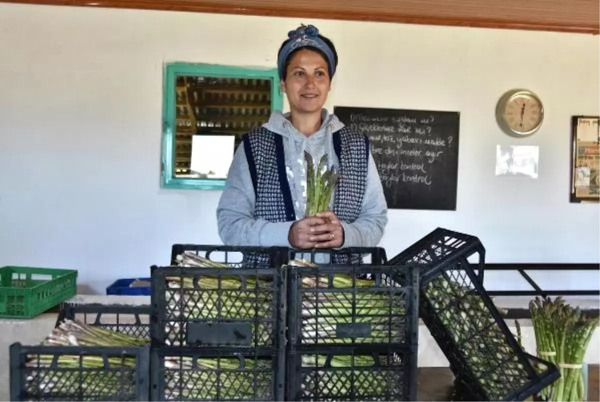 Kuşkonmaz Üretiminde \'İyi Tarım\' Sertifikası ile Büyük Mağazalara Girdi