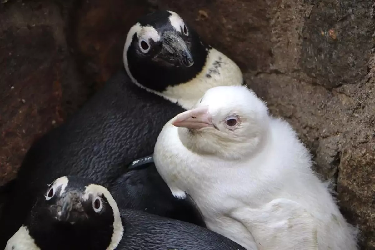 Polonya\'da Dünyaya Gelen Albino Penguen İlk Kez Ziyaretçilerle Buluştu