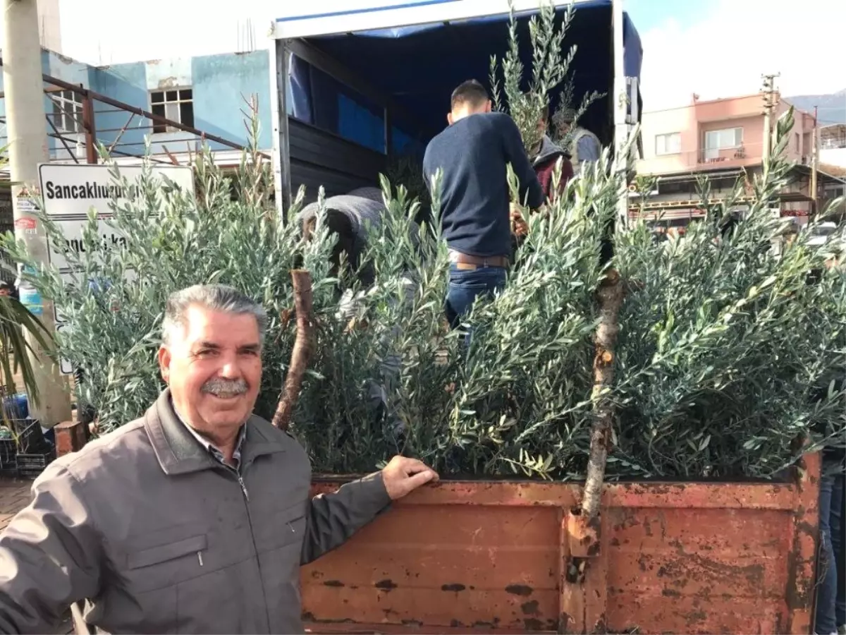 Şehzadeler Ziraat Odası\'ndan Üreticilere 35 Bin Zeytin Fidanı