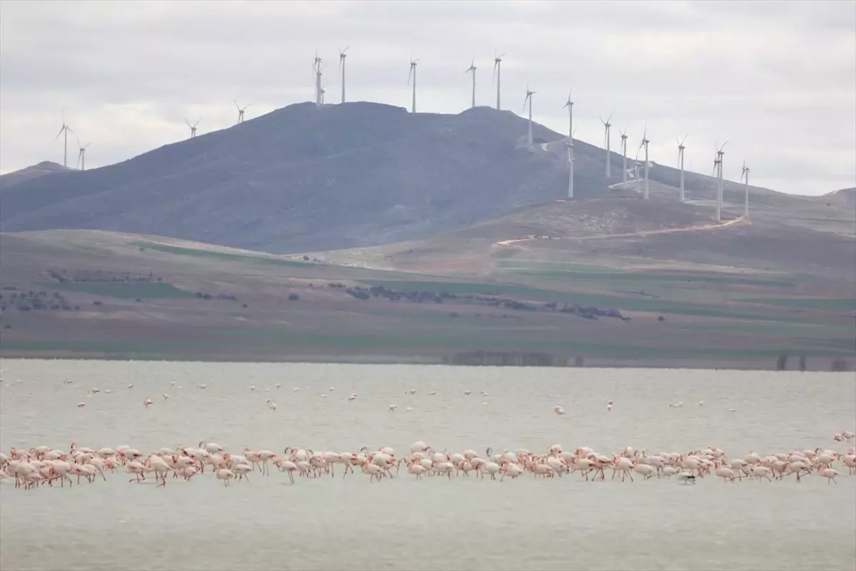 Seyfe Gölü\'ne Flamingo Akını