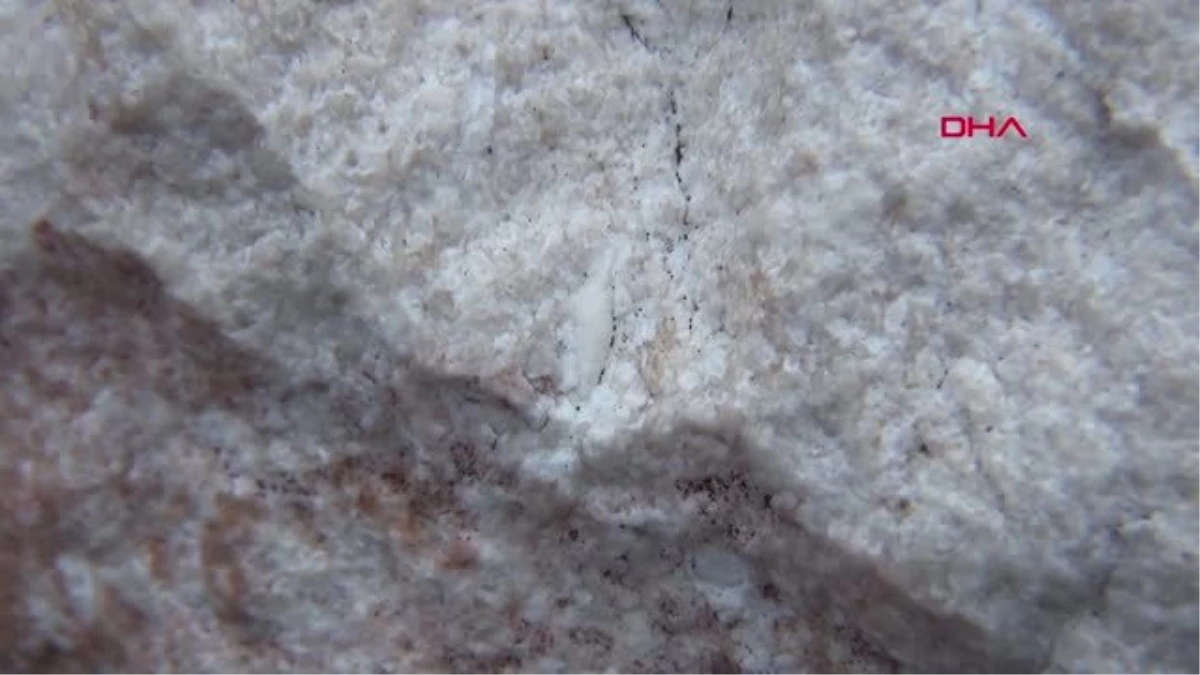 Şırnak Cudi\'de 12 Milyon Yıllık Olduğu Belirtilen Salyangoz Fosili Bulundu-Özel