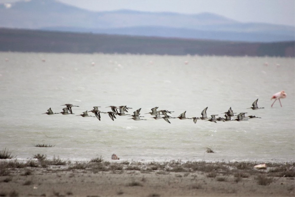 Su Seviyesi Arttı Seyfe Gölü\'ne Flamingo Akını Başladı
