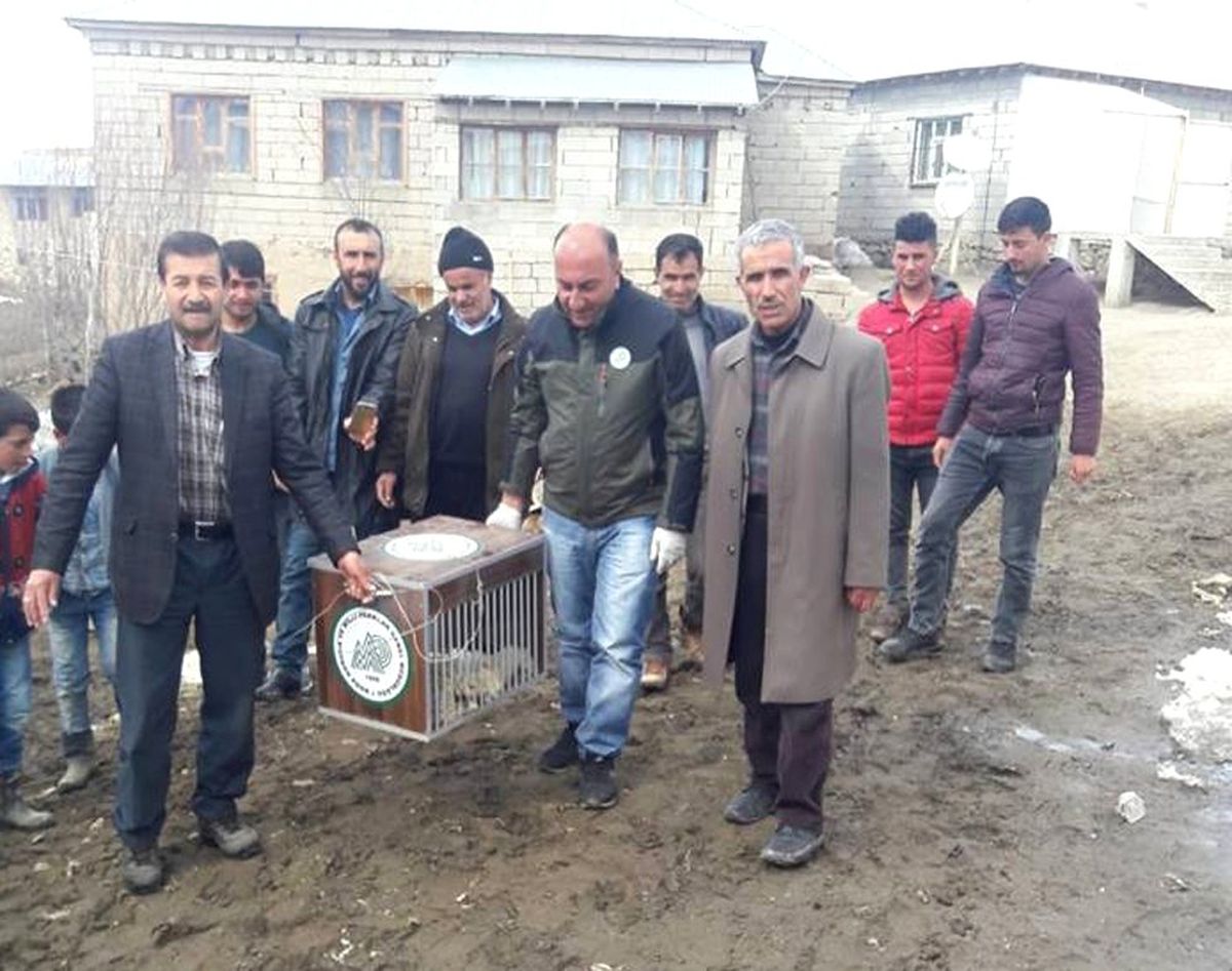 Yaralı Tilki Tedavi Altına Alındı