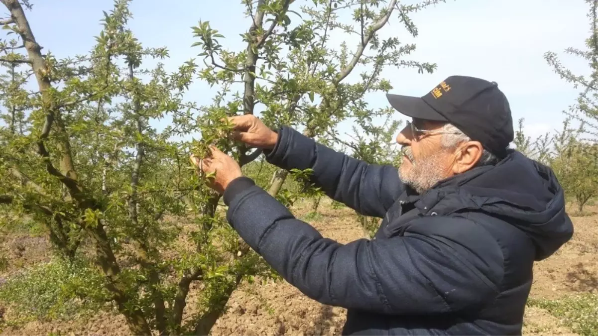 İznik Ovasını Don Vurdu, Zarar Yüzde 70