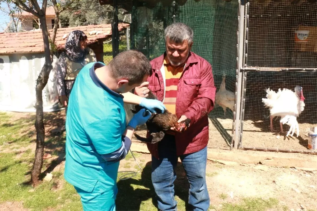 Kanatlı Hayvanlara 300 Bin Doz Aşı Uygulanacak