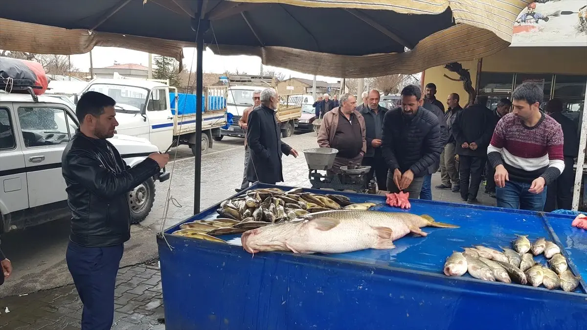 Karasu Nehri\'nde 82 Kiloluk Turna Balığı Yakalandı