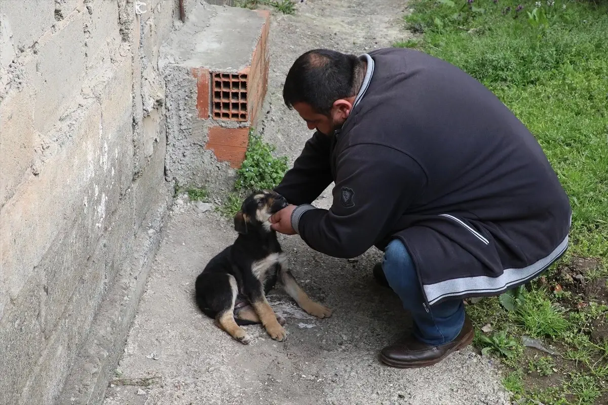 Köpeği Suni Solunumla Hayata Döndürmenin Mutluluğunu Yaşıyor