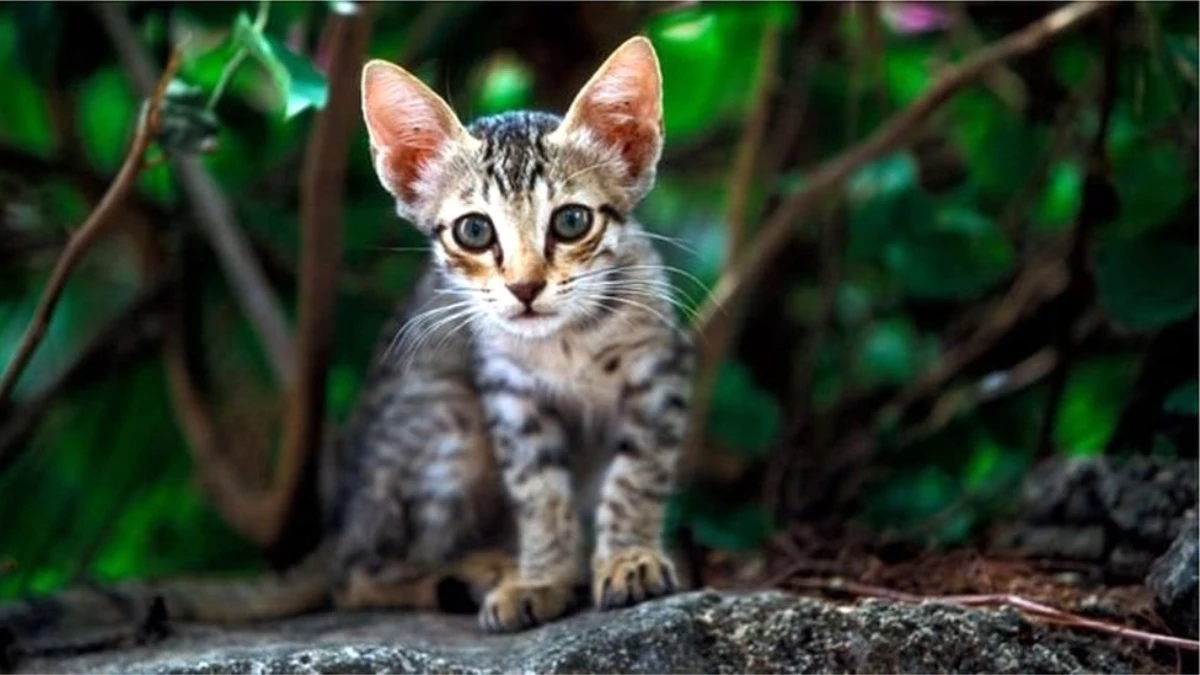Doğadaki Canlı Çeşitliliğini Korumak İçin Adalarda Yaşayan Kediler Öldürülmeli Mi?