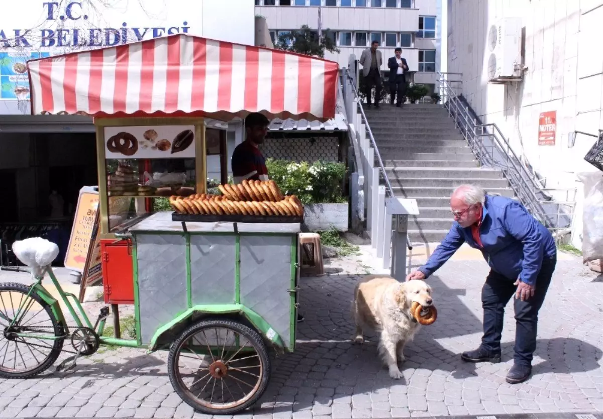 İzmir Gevreği Sevdalısı Köpek Daisy