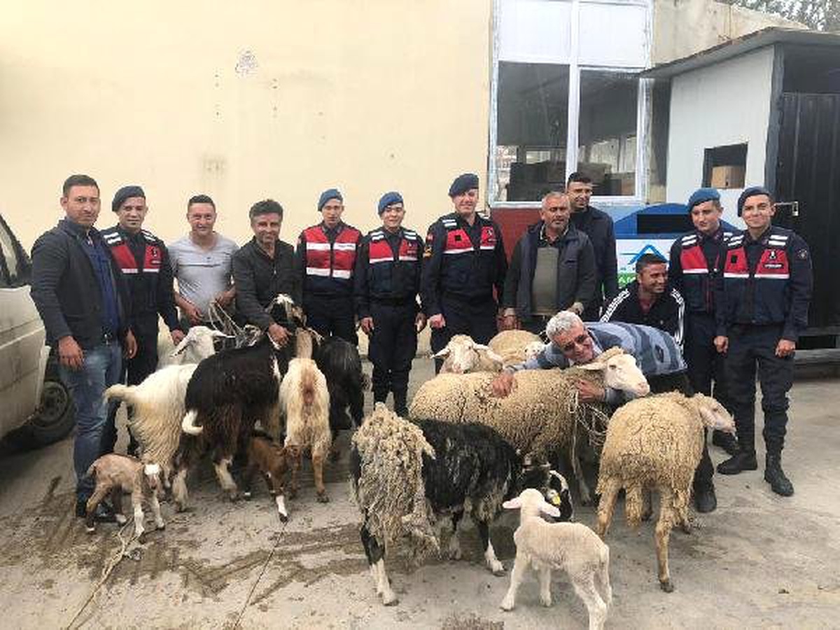 Jandarmanın Bulduğu Çalınan Koyunlarına Sarıldı
