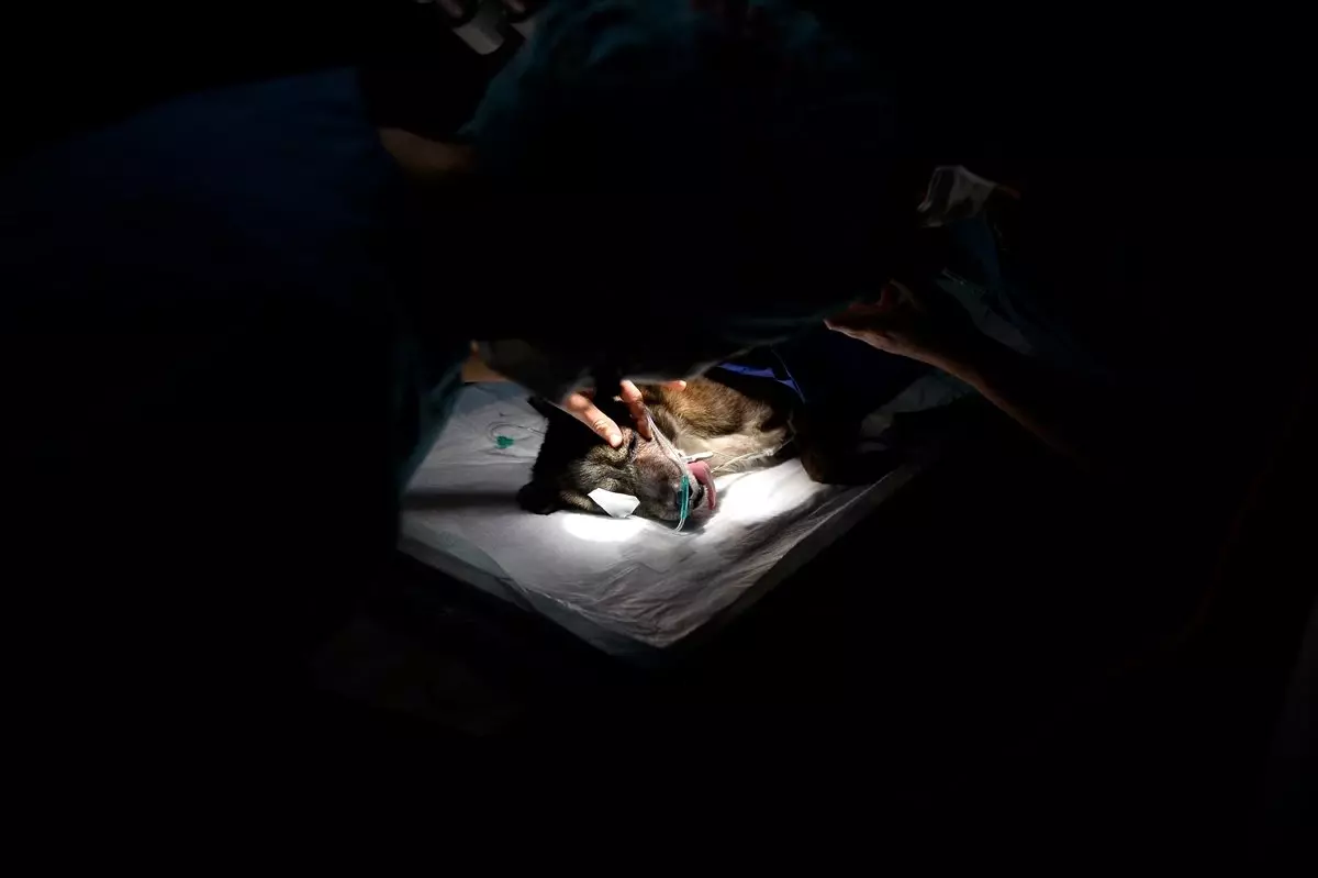 Köpeğe Katarakt Ameliyatı Yapıldı