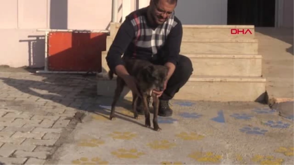Mardin Katarakt Olan Sokak Köpeği İçin Seferber Oldular