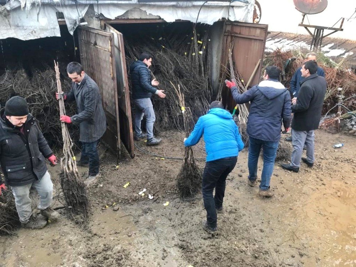 Yüksekova\'da Ceviz ve Badem Fidanı Dağıtımı