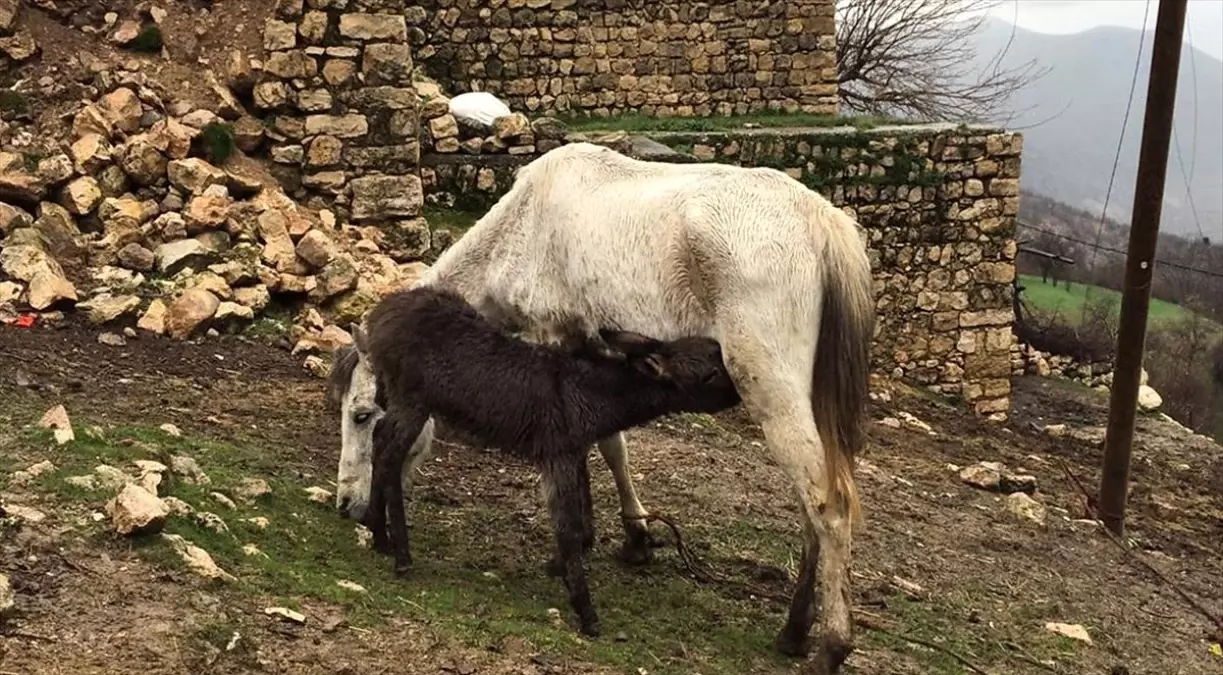 Annesi Ölen Sıpayı At Besliyor