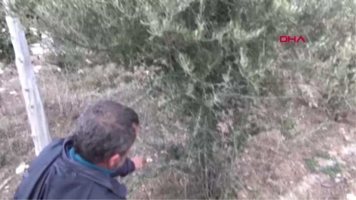 Burdur Lisinia\'daki Zeytin Üretimi Burdur Gölü\'nün Kurtarılmasına Katkı Sağlayacak