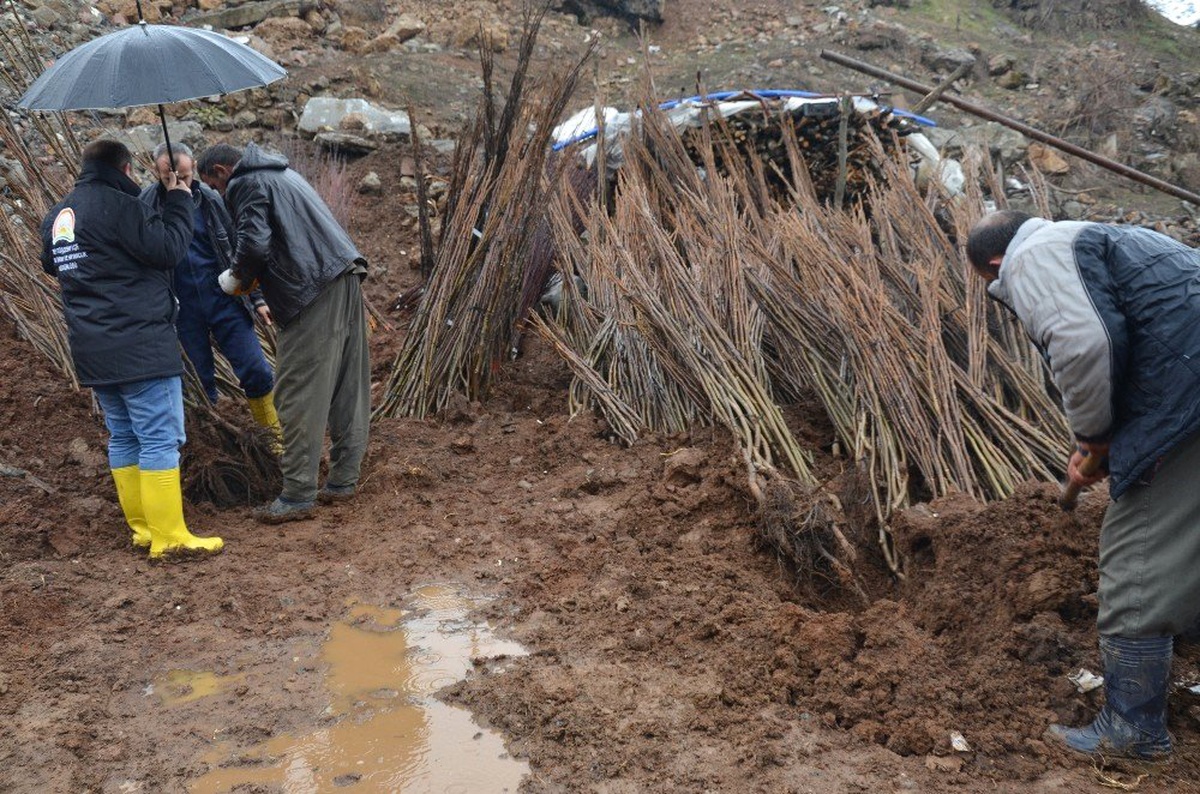 Gap Bölge Kalkınma İdaresi, Beytüşşebap\'ta 7 Bin 300 Fidan Dağıttı