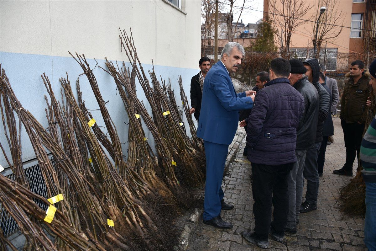 Hakkari\'de Çiftçilere Ceviz Fidanı Desteği