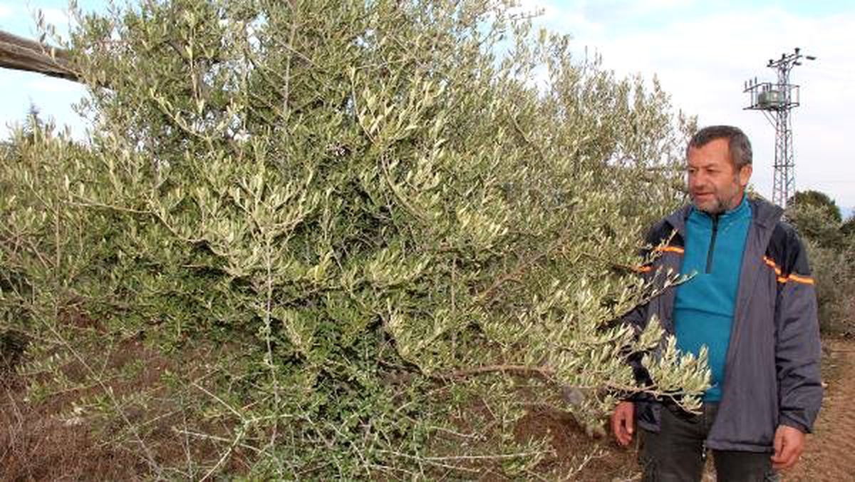 Lisinia\'daki Zeytin Üretimi Burdur Gölü\'nün Kurtarılmasına Katkı Sağlayacak