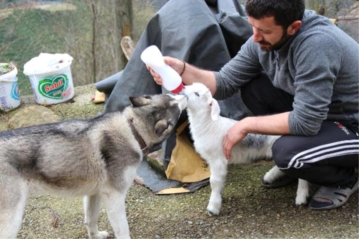 Oğlak ile Köpeğin Dostluğu