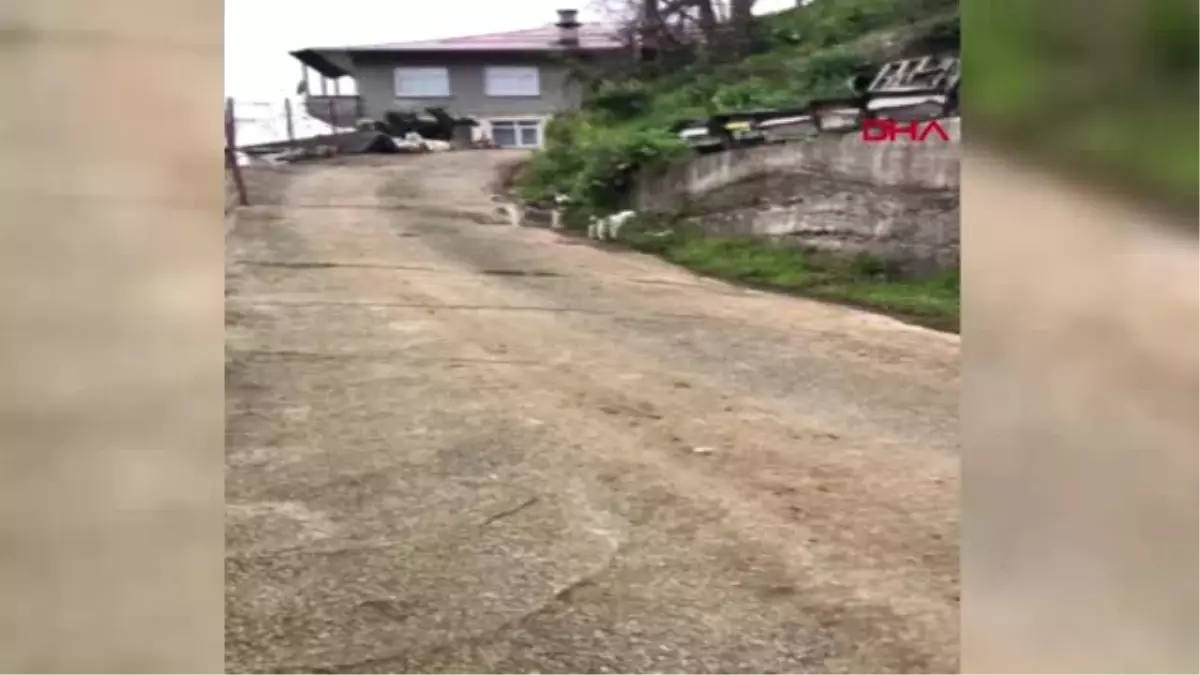 Rize Oğlak ile Köpeğin Kıskandıran Dostluğu