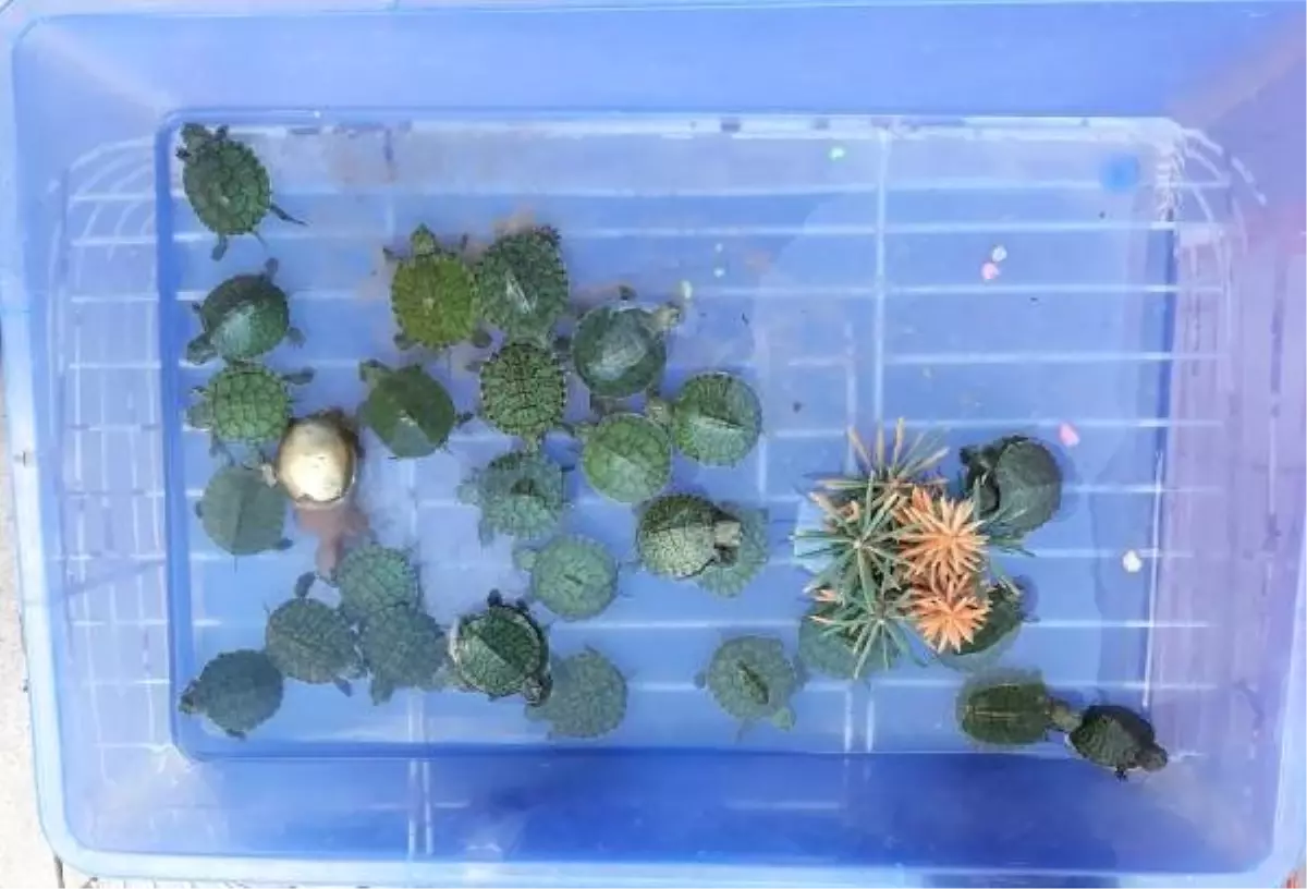 Yasağa Rağmen Singapur Kaplumbağası Satmaya Çalışan Kişiye Para Cezası