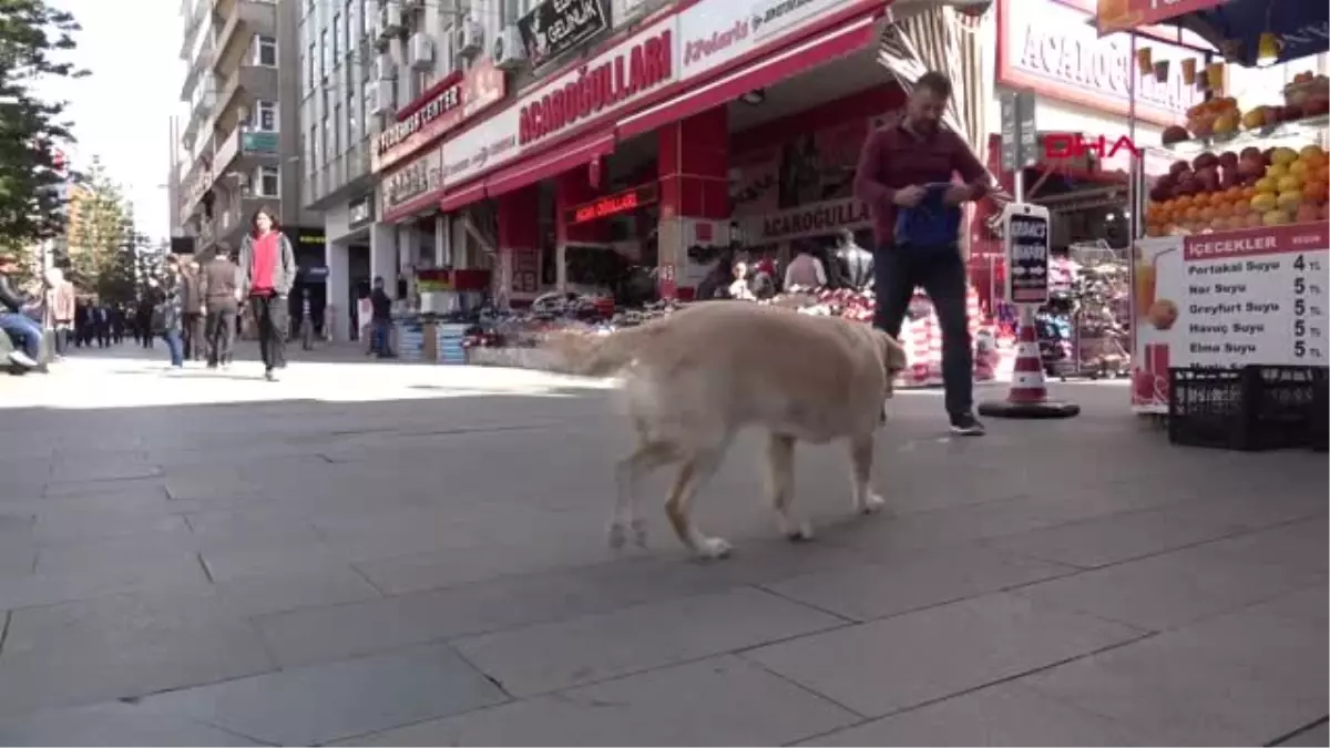 Antalya Kahraman Köpek Gofi, Sevgiyle Karın Doyuruyor