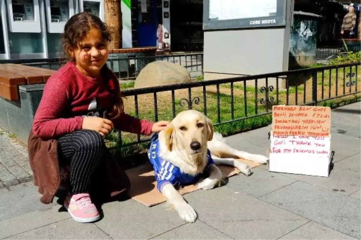 Gofi ile Yardım Toplayıp, Diğer Hayvanları da Besliyor