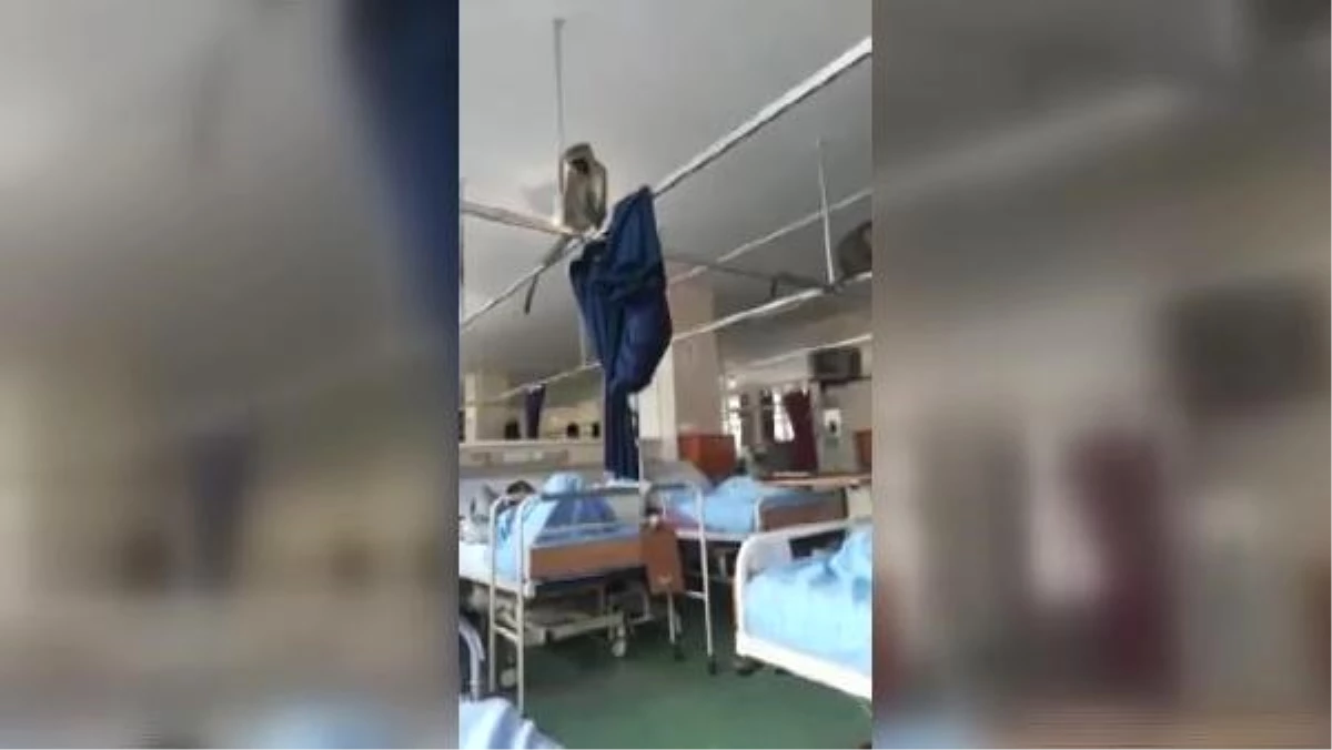 Güney Afrika\'da Hastaneyi Maymunlar Bastı