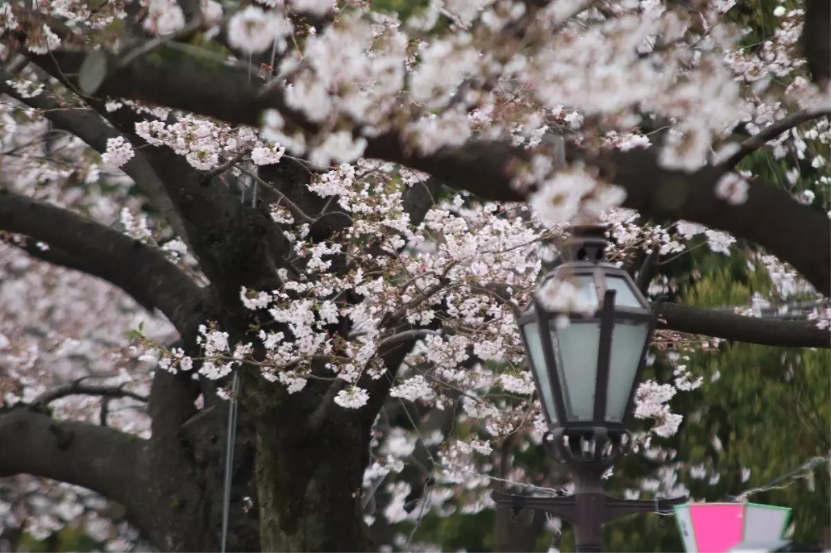 Sakura Mevsimi Tokyo\'ya Erken Geldi