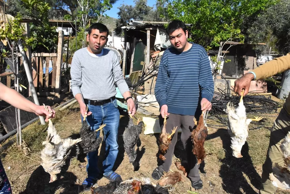 Sokak Köpeklerinin Kümes Hayvanlarını Telef Ettiği İddia Edildi