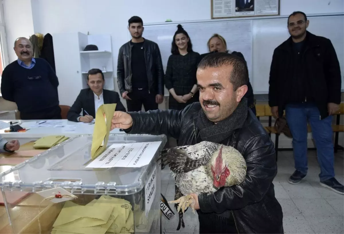 130 Santim Boyundaki İmran Oy Kullanmaya Çilli Horozuyla Geldi