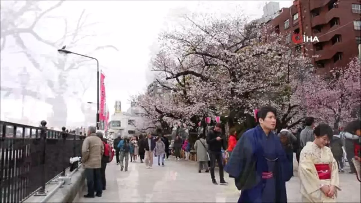 Sakura Mevsimi Tokyo\'ya Erken Geldi- Soğuk Havaya Aldırış Etmeden Parklara Akın Ettiler