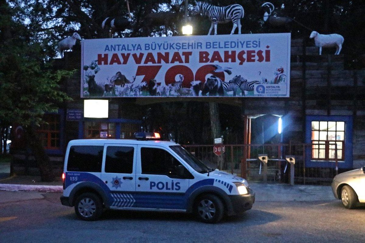 Antalya\'da Hayvanat Bahçesinden Kurt Kaçtı