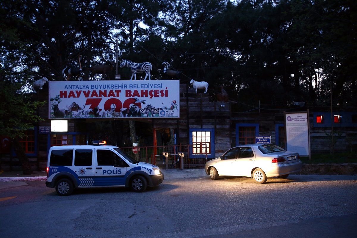 Antalya\'da Hayvanat Bahçesinden Kurt Kaçtı