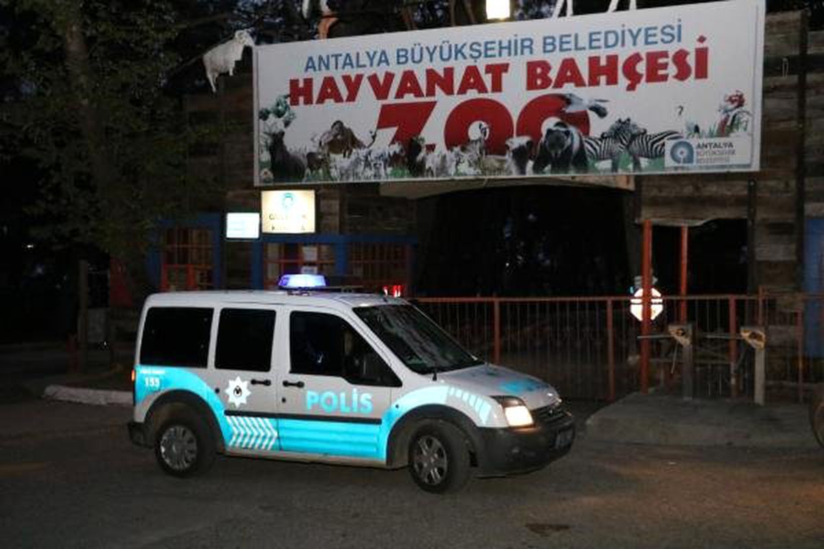 Antalya\'da Hayvanat Bahçesinden \'Kurt\' Kaçtı