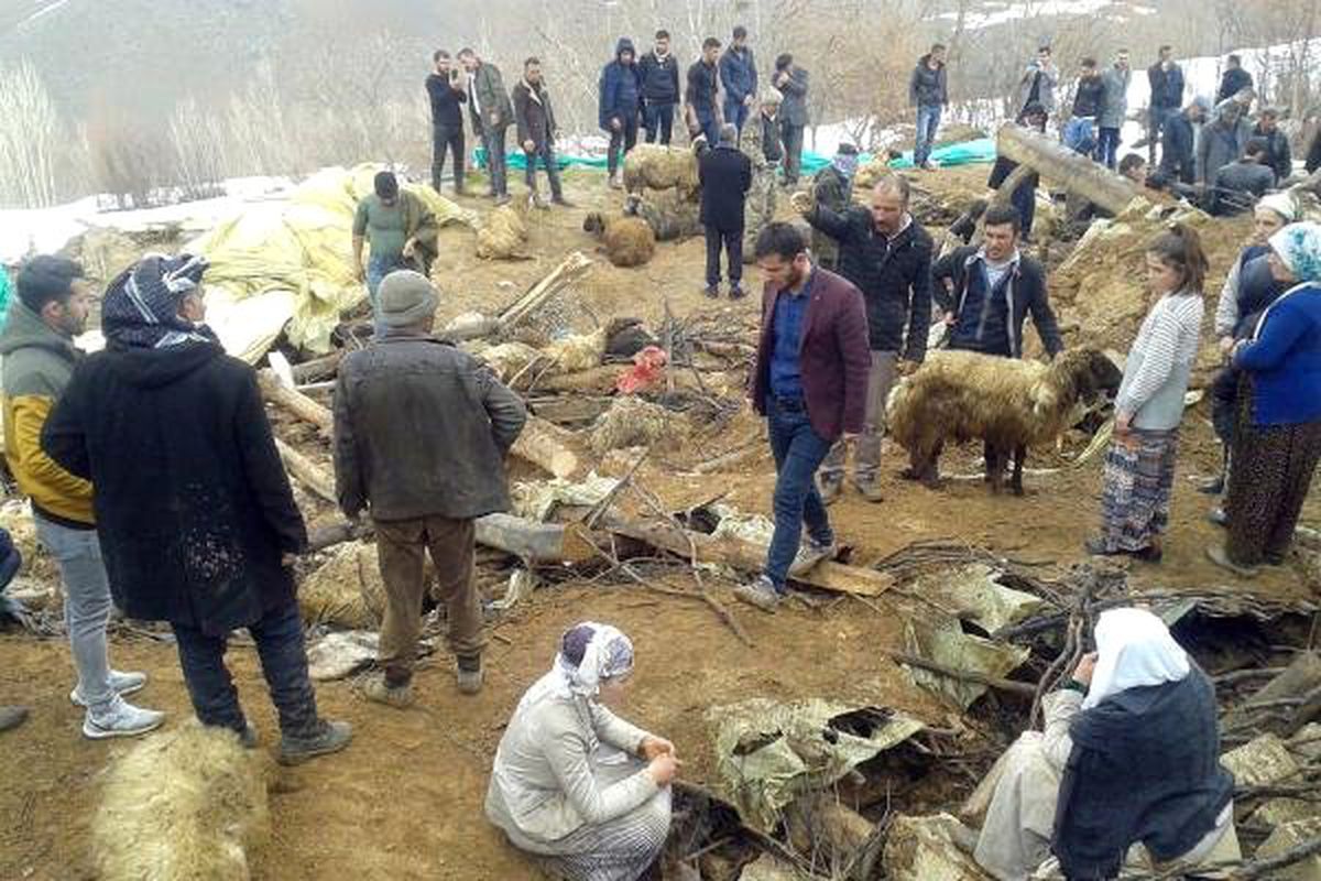Çatak\'ta Ahır Çöktü, 360 Küçükbaş Telef Oldu