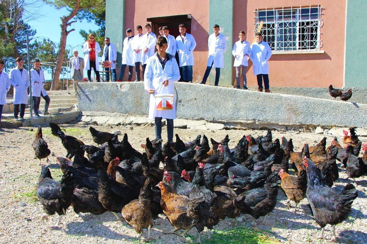 Liseliler Tavuk Yetiştiriyor