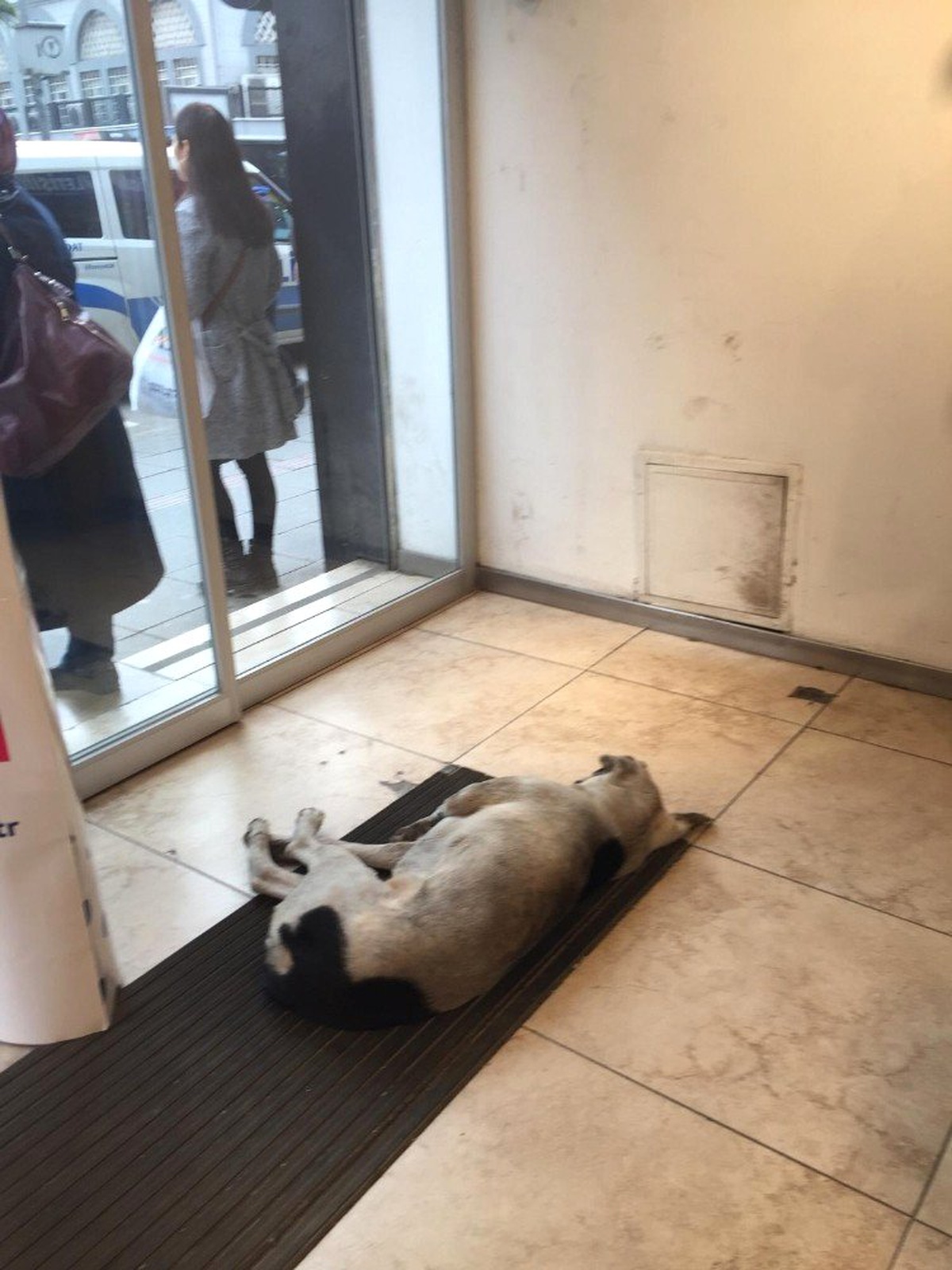 Soğuktan Donmak Üzere Sokak Köpeğine Sahip Çıktılar