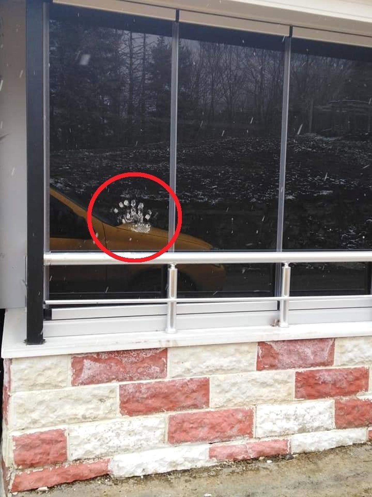 Bu Pati İzi Bir Ayının