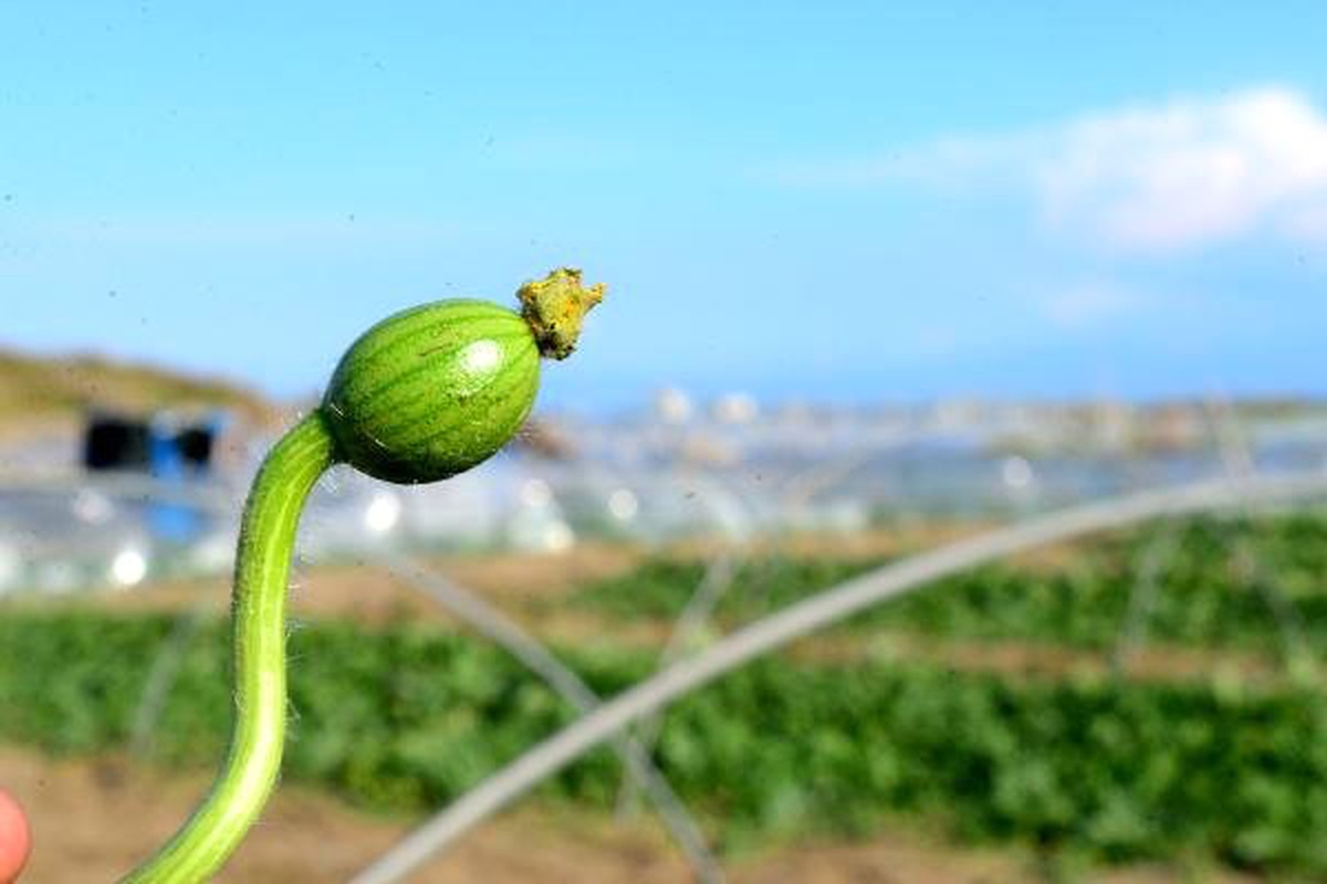 Çukurova\'da Karpuz Örtü Altından Çıktı